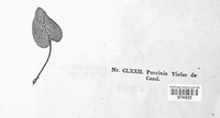 Puccinia violae image